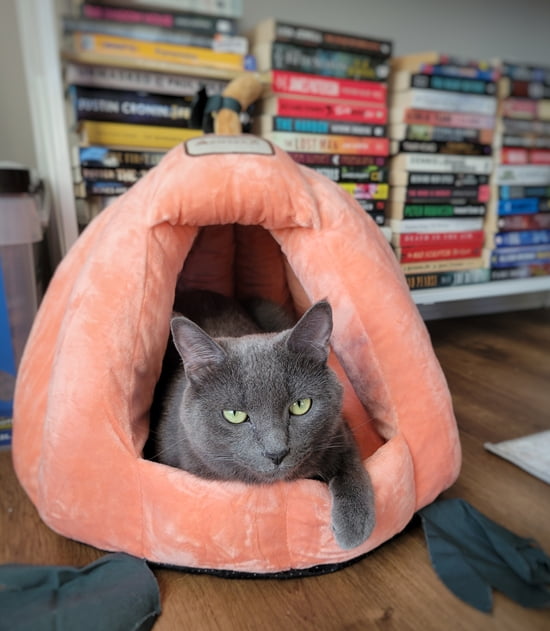Arnie is his new pumpkin bed